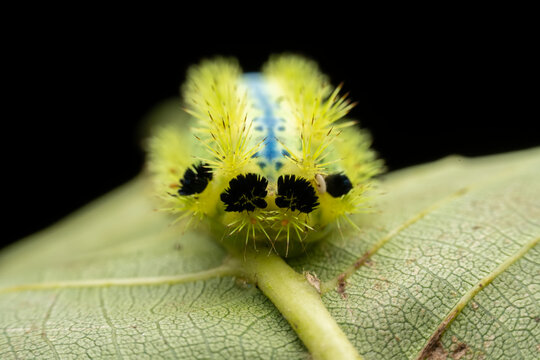 Parasa consocia larva in the wild state