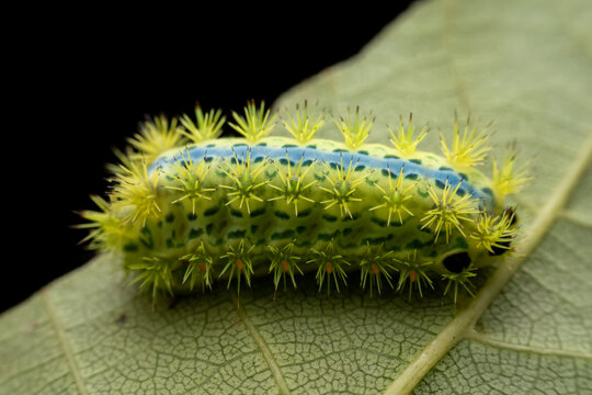 Parasa consocia larva in the wild state