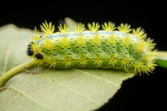 Parasa consocia larva in the wild state