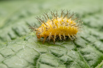 henosepilachna vigintioctomaculata larva in the wild state