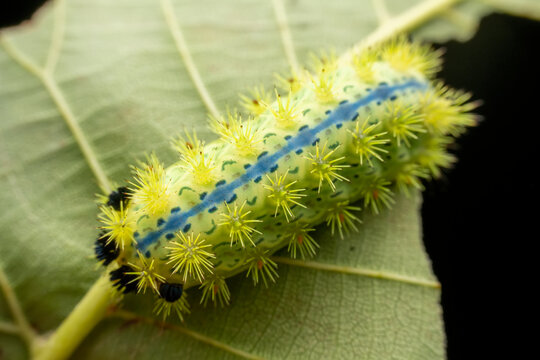 Parasa consocia larva in the wild state