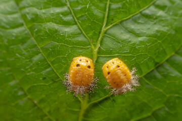 Ladybug pupa in the wild state