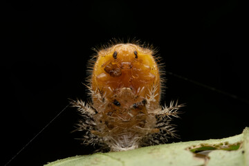 Ladybug pupa in the wild state