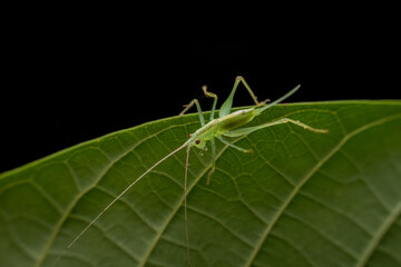 katydid in the wild state