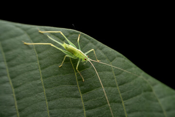 katydid in the wild state