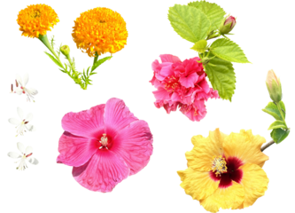 切り抜き透過素材セットー夏の鮮やかな花2