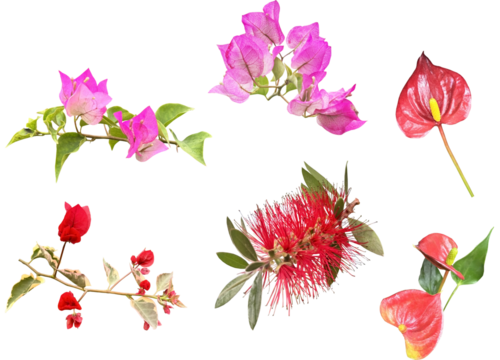 切り抜き透過素材セットー夏の鮮やかな花1