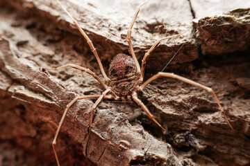 harvestman in the wild state