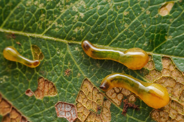 sawfly Larvae in the wild state