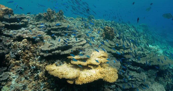 A swarm of small bluefish enjoying beauteous diverse coral reefs.