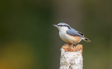 Eurasian nuthatch - in autumn at a wet forest