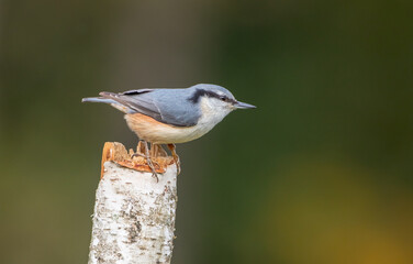 Eurasian nuthatch - in autumn at a wet forest