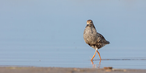 Ruff - male bird at a wetland on the mating season in spring