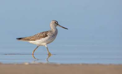 Common Greenshank feeding at a wetland in spring on a migration way