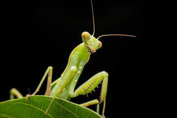 mantis in the wild state