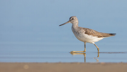 Common Greenshank feeding at a wetland in spring on a migration way