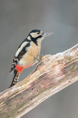 Great Spotted Woodpecker - female - in the wet forest in winter