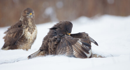 Common Buzzard in winter at a wet forest