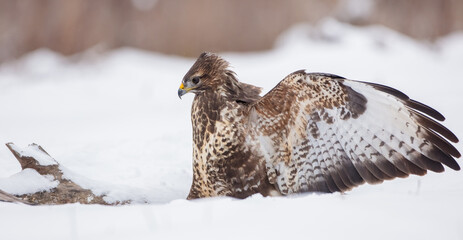 Common Buzzard in winter at a wet forest