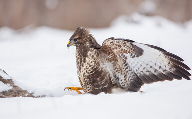 Common Buzzard in winter at a wet forest