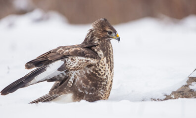 Common Buzzard in winter at a wet forest