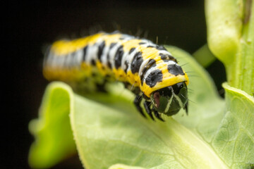 noctuid larvae in the wild state