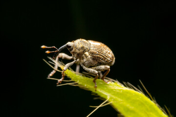 weevil in the wild state