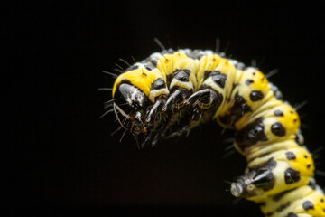Obraz premium noctuid larvae in the wild state