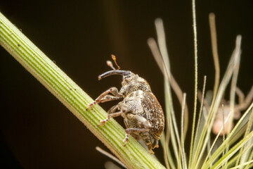 weevil in the wild state