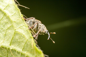 weevil in the wild state