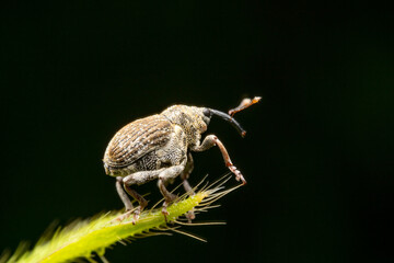 weevil in the wild state