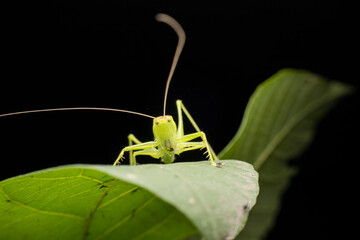 katydid in the wild state