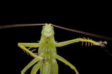 katydid in the wild state