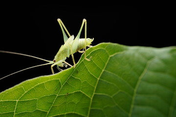 katydid in the wild state
