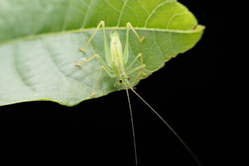 katydid in the wild state