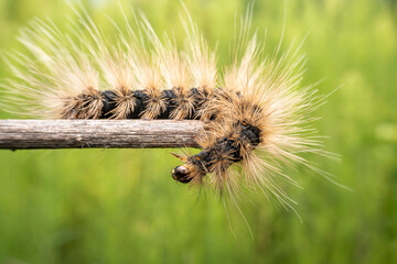 Lepidoptera larvae in the wild state