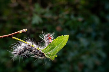 Notodontidae in the wild state