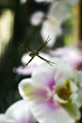 a spider perched on its web, with a blurred flower background