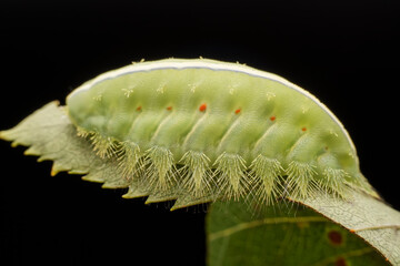 Thosea sinensis Walker nymph in the wild state