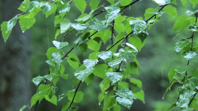 Summer rain in the forest