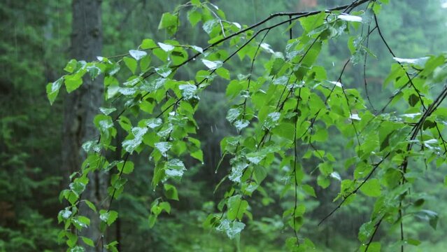 Summer rain in the forest