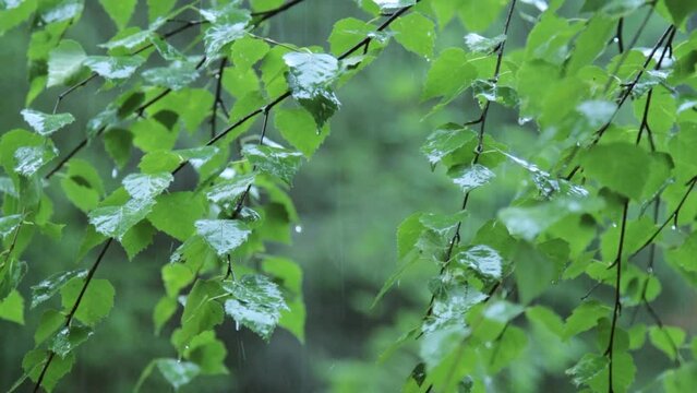 Summer rain in the forest