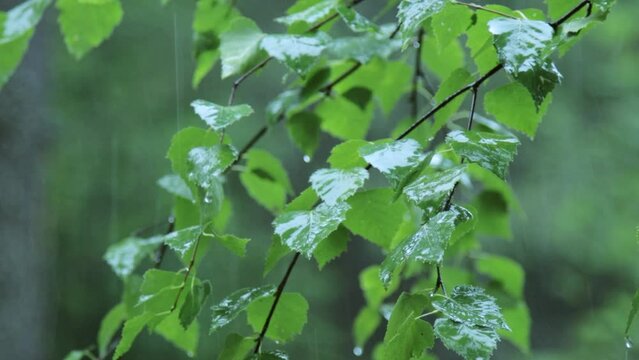 Summer rain in the forest