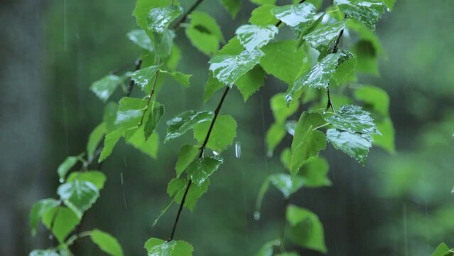 Summer rain in the forest