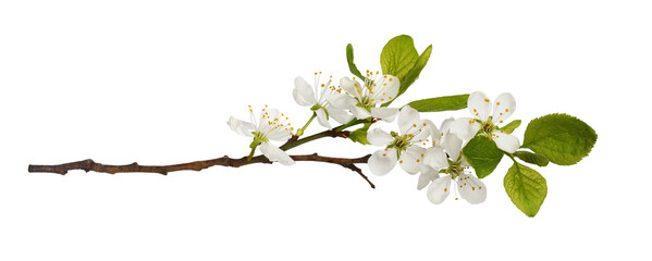 Fresh flowers and leaves of prunus tree isolated on white or transparent background. Spring flowering.