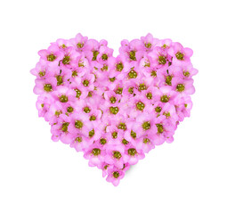 Obraz premium Floral heart with pink flowers of bergenia crassifolia isolated on white or transparent background. Festive arrangement for Valentine Day