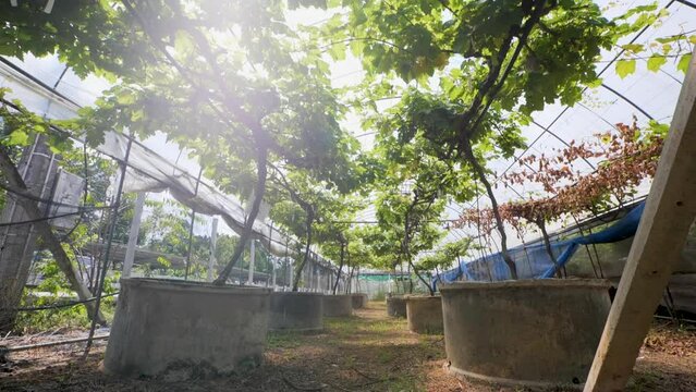 The vineyard was attacked by insects.
