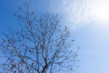 spring park with birch trees with the first red foliage