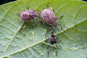 Halyomorpha halys in the wild state