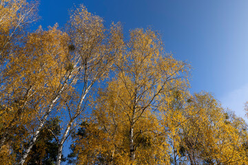 yellowed foliage on birch trees in the autumn season